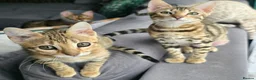 Bengal cats for sale: Ready NOW.. need go ASAP - Advert 1