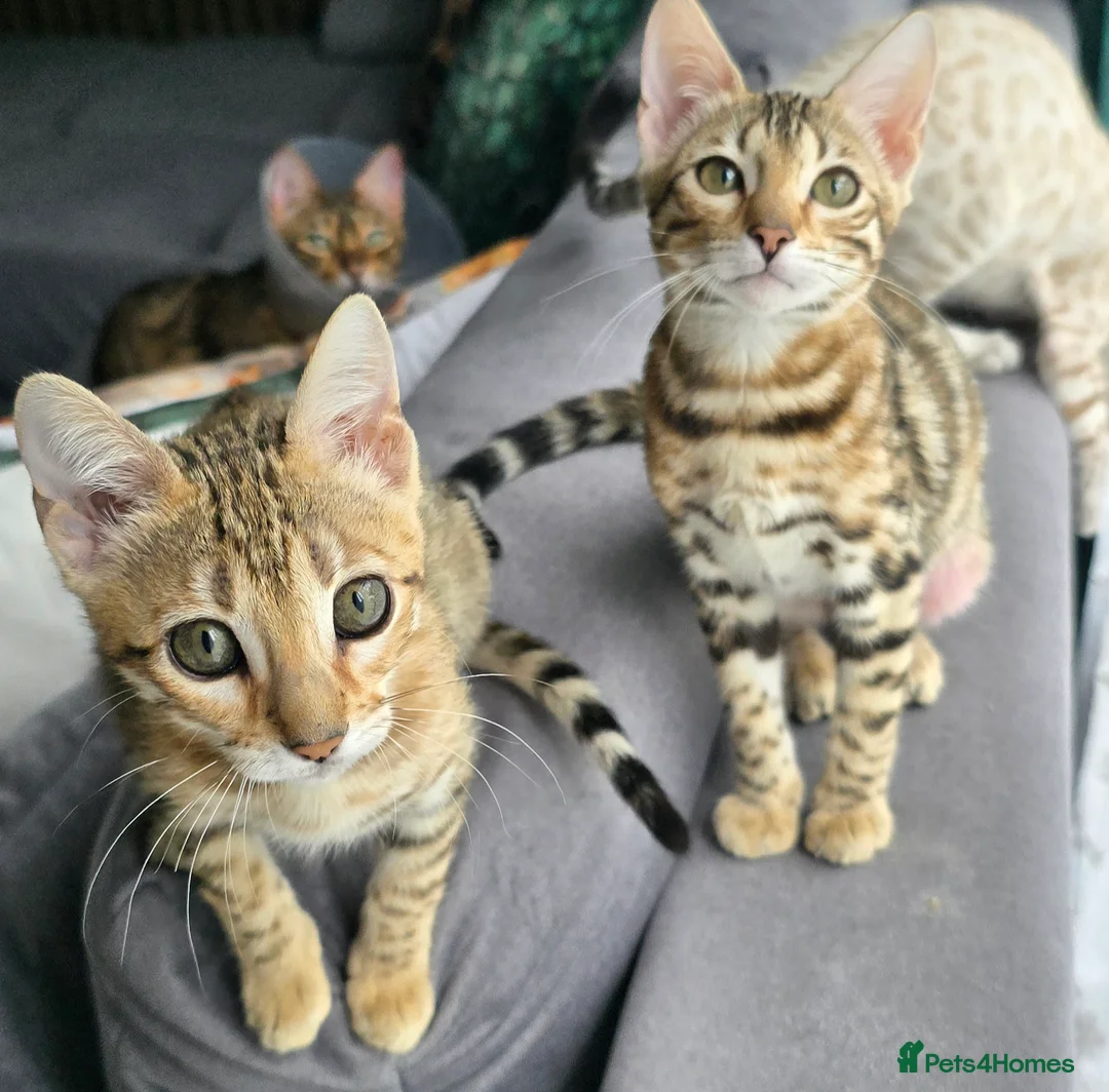 Bengal cats for sale: Ready NOW.. need go ASAP - Advert 1