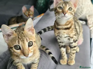 Bengal cats Ready NOW.. need go ASAP - Advert 2