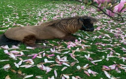 Shetland pony horses for sale: Miniature Shetland  - Image 4