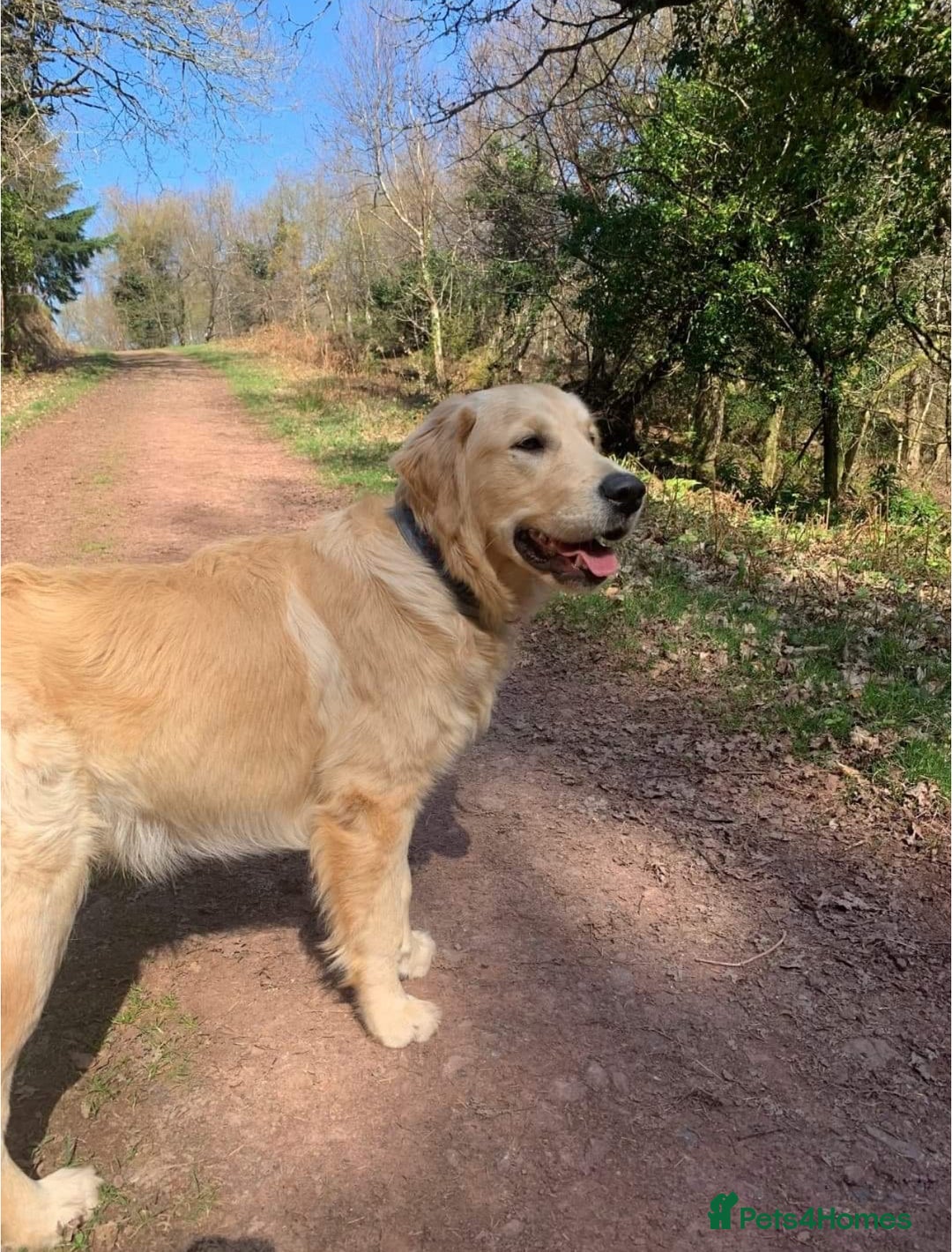 Golden Retriever dogs for sale: Looking for his forever home  - Image 2