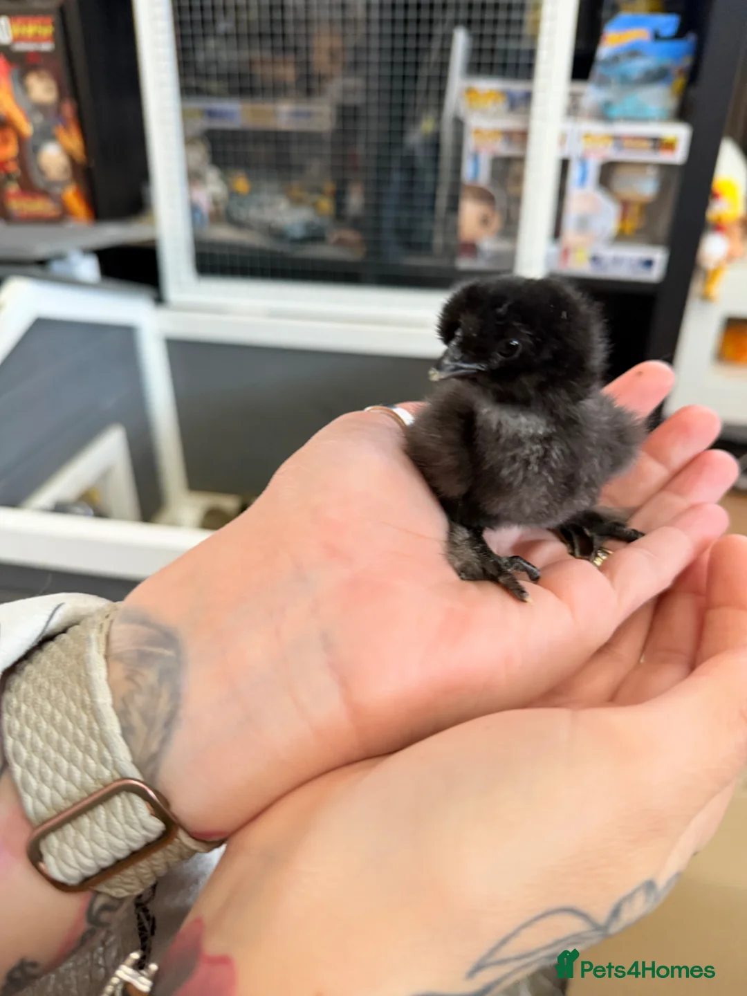 Chickens poultry for sale: Day old silkie chicks  - Advert 2