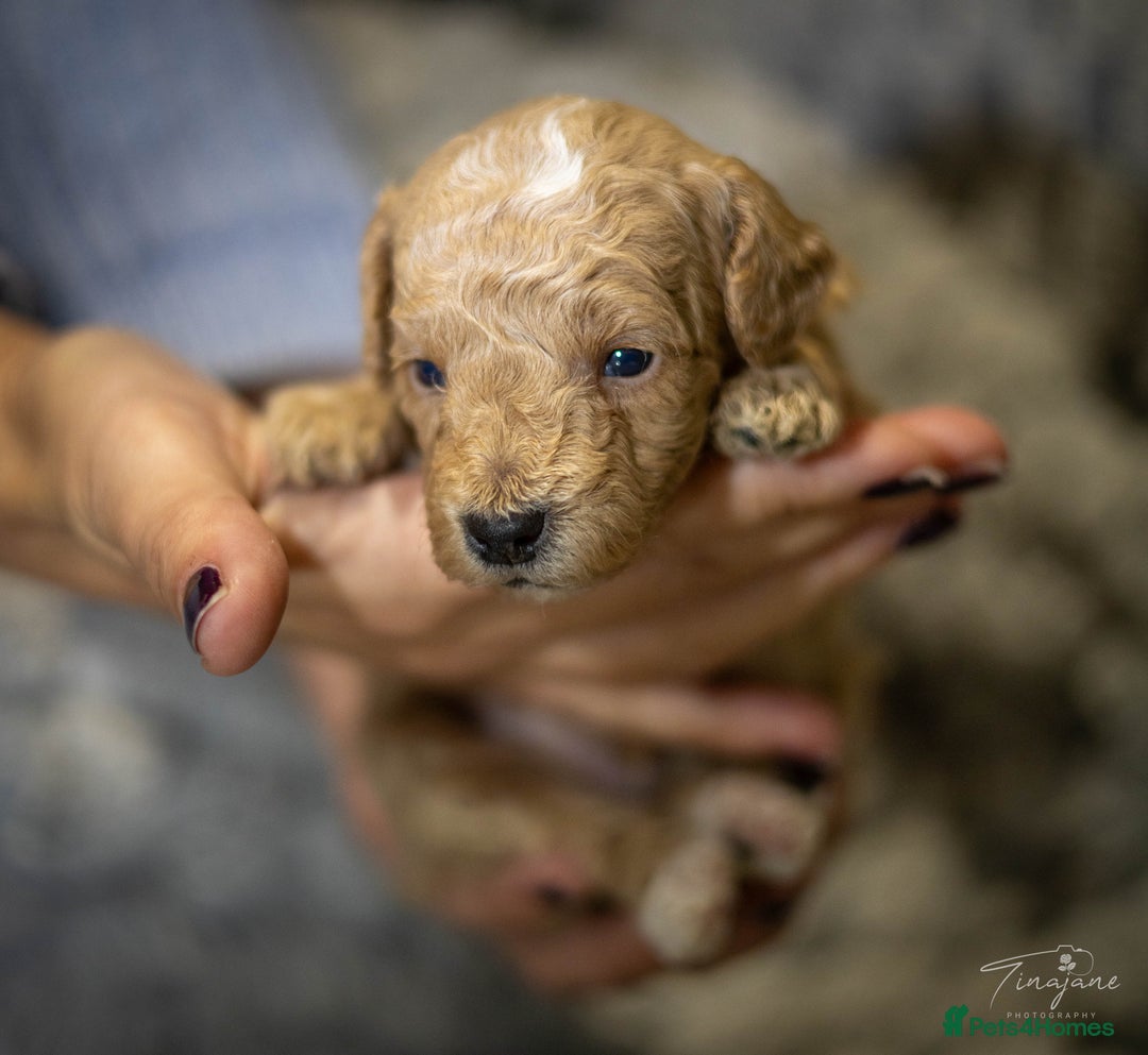 Goldendoodle dogs for sale: Mini Golden doodles - Advert 5