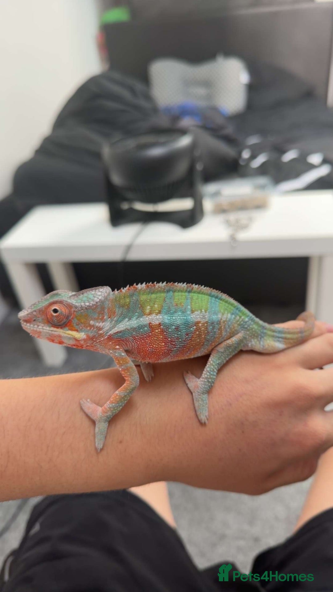 Chameleon reptiles True nosy be blue panther chameleon  - Advert 10