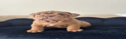 English Bulldog dogs for sale: Gorgeous English Bulldogs  - Advert 18