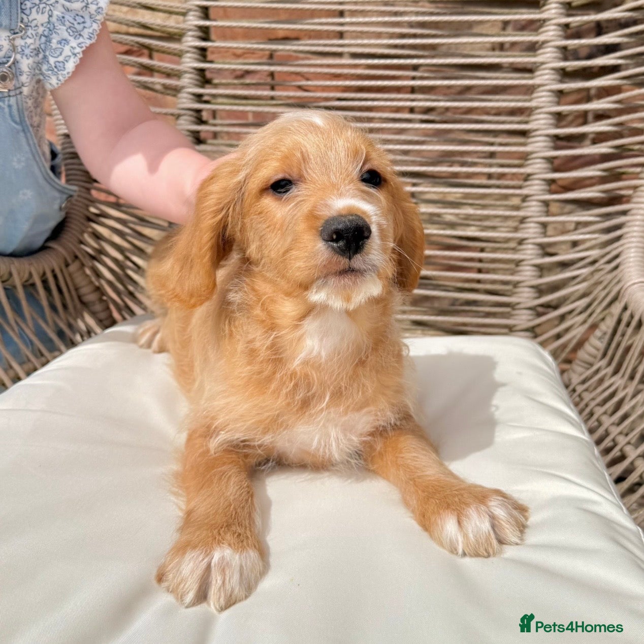 Mixed Breed dogs for sale: ⭐️⭐️Poogle Puppies (Beagle x Miniature Poodle)⭐️⭐️ - Advert 22