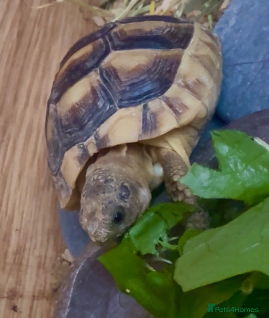Tortoise reptiles for sale: Beautiful tortoise and full set up in Sturminster Newton - Advert 6