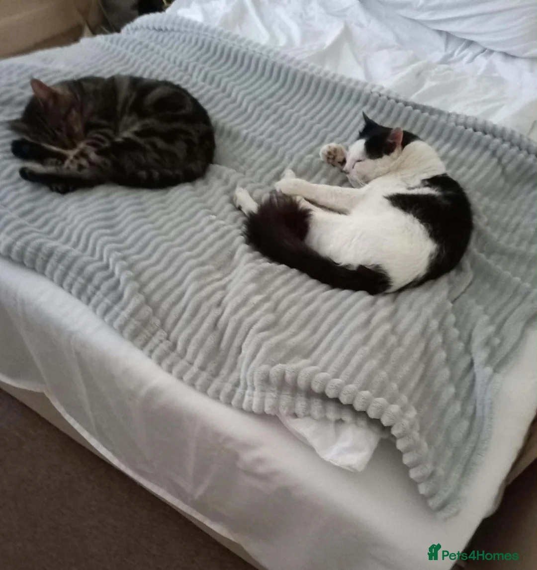 Mixed Breed cats for sale: Friendly Male Cat Looking for His Forever Home 🐾 - Advert 5