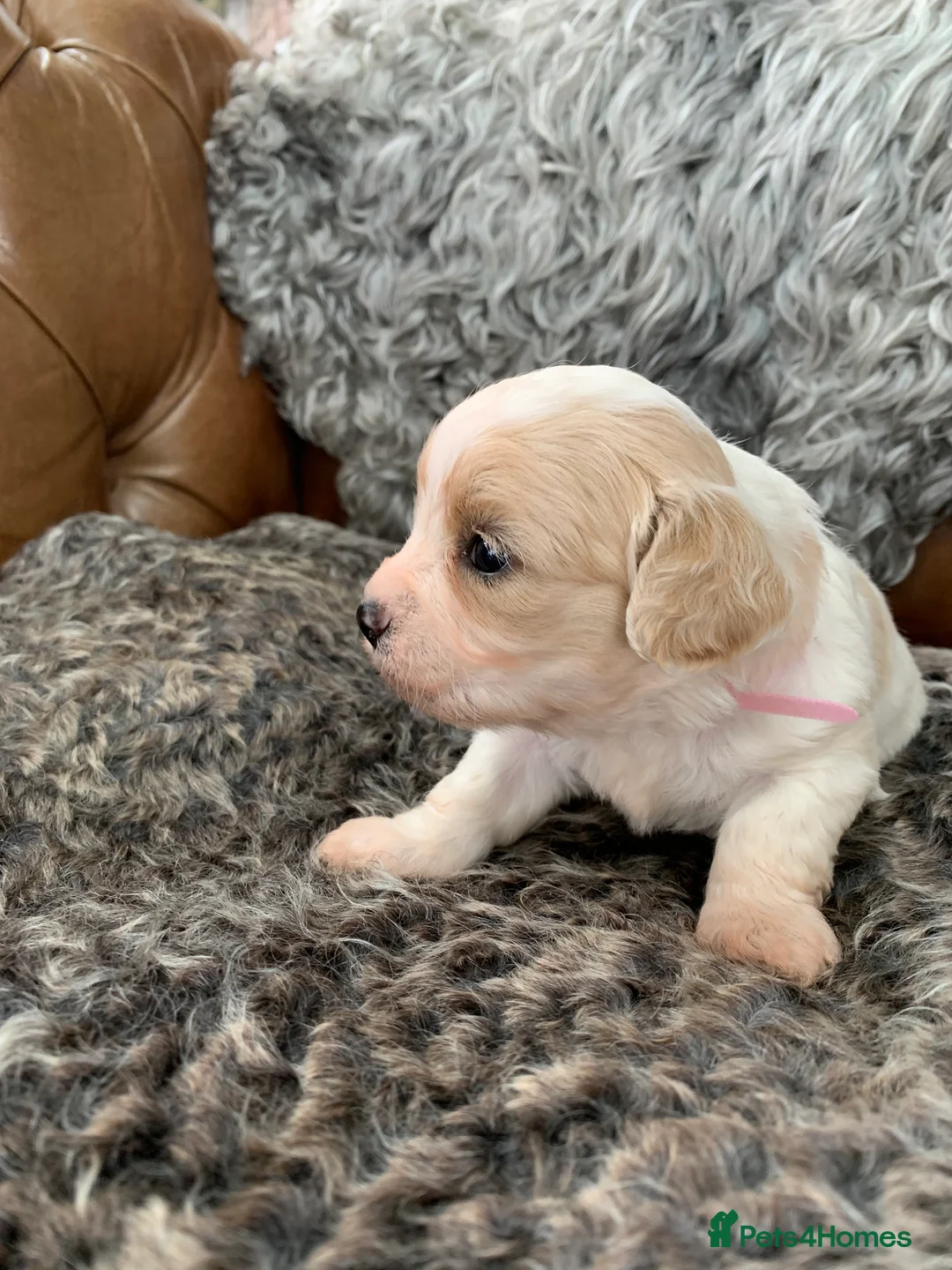 Cavachon dogs for sale: Beautiful F1 Cavachon Puppies - Advert 11