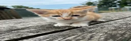Mixed Breed cats for sale: Ginger Kittens for sale! Ready now!  - Advert 13