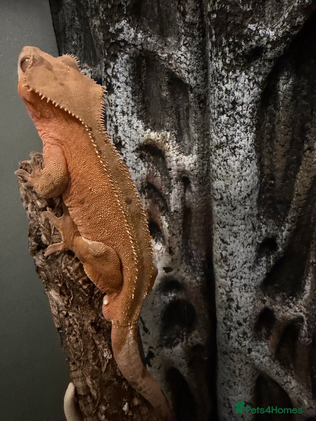 Gecko reptiles for sale: Breeding pair crested geckos and terrarium - Image 3