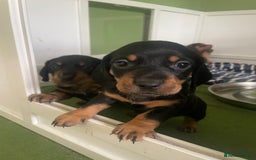 Miniature Dachshund dogs for sale: Ready for new homes Mini Dachshund  - Image 6