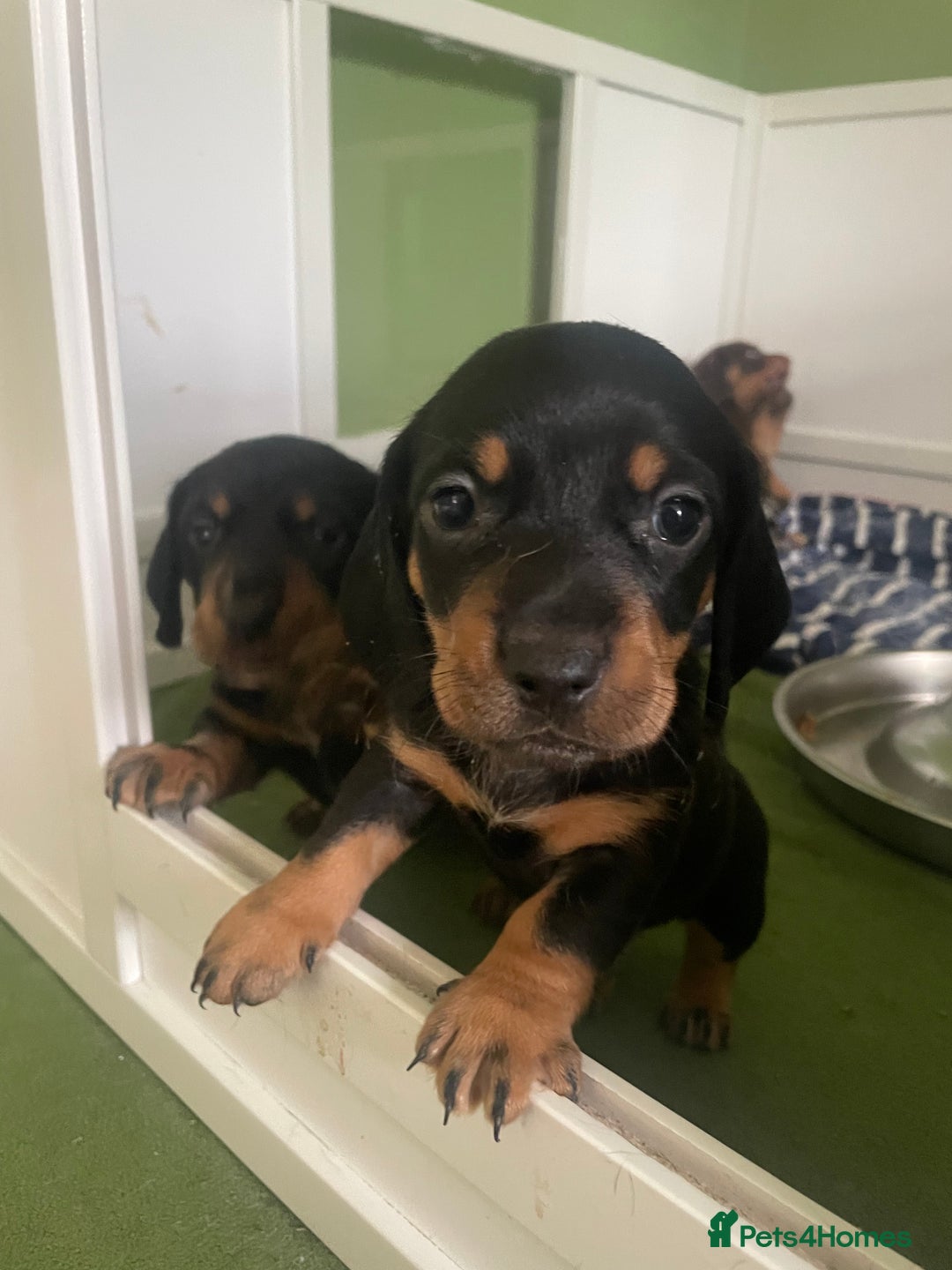 Miniature Dachshund dogs for sale: Ready for new homes Mini Dachshund  - Image 6