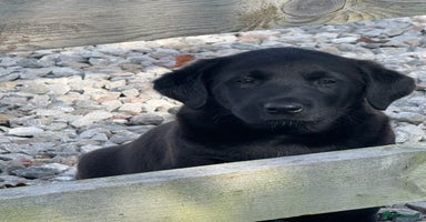 Mixed Breed dogs - Advert 1