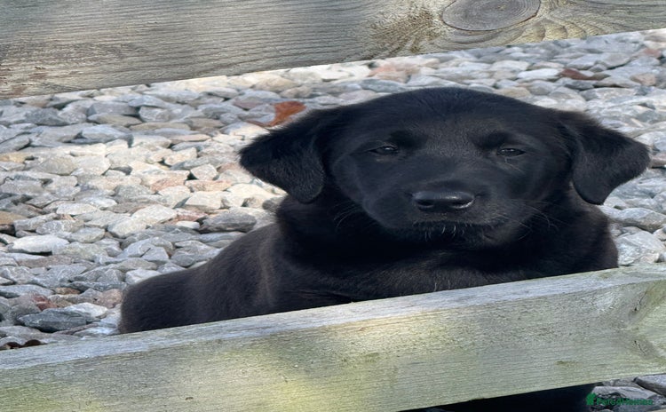 Mixed Breed dogs - Advert 12
