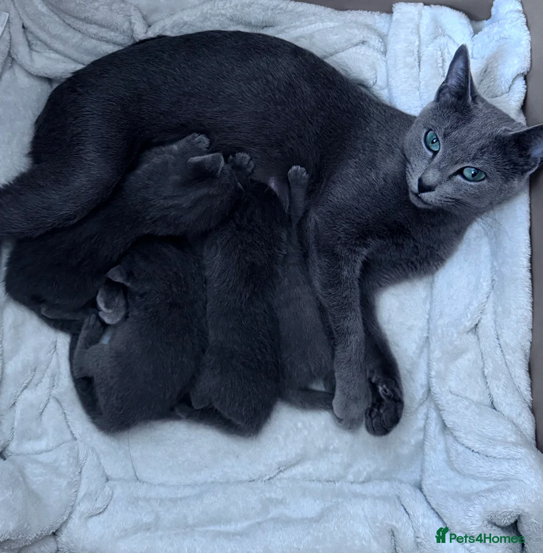 Russian Blue cats for sale: 🩵GCCF Registered Russian Blue kittens 🩵 - Advert 1