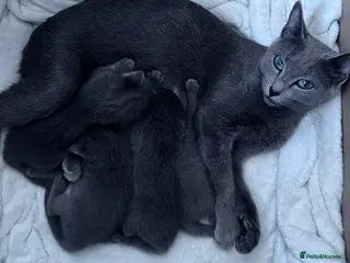 Russian Blue cats 🩵GCCF Registered Russian Blue kittens 🩵 - Advert 4