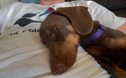 Miniature Dachshund dogs for sale: Smooth haired mini daschund chocolate and tan - Image 8