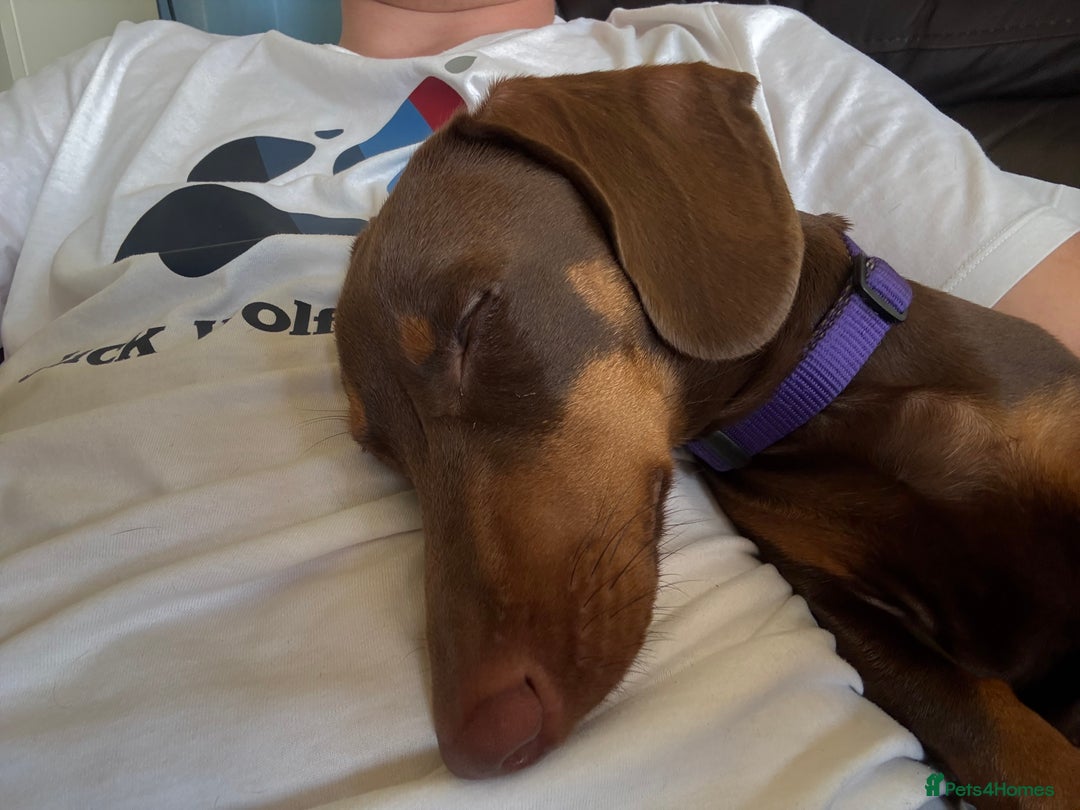 Miniature Dachshund dogs for sale: Smooth haired mini daschund chocolate and tan - Image 8