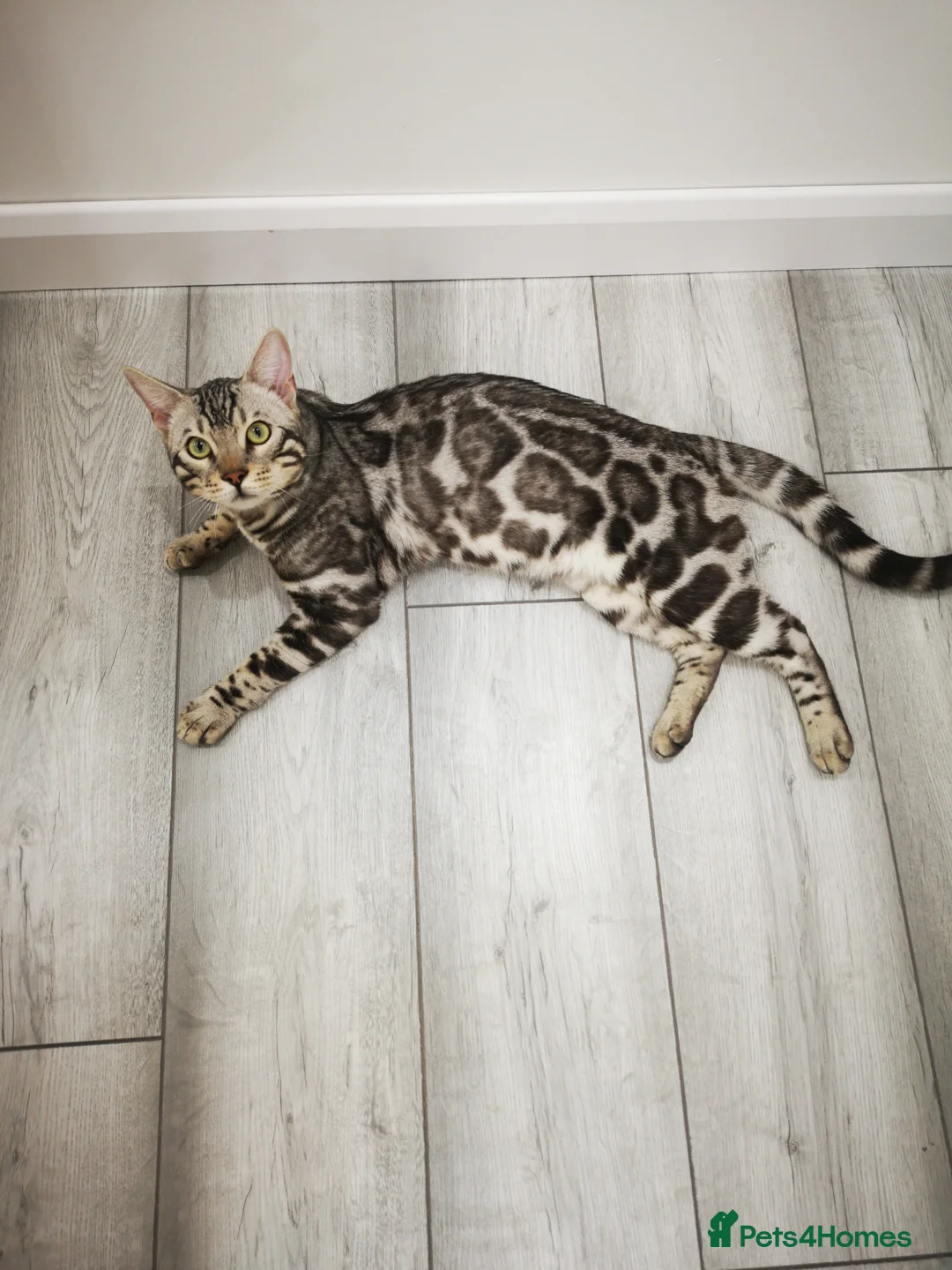 Bengal cats for stud: TICA active registered Silver boy for stud! in Bury Saint Edmunds - Advert 6