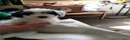 Mixed Breed dogs for sale: Poodle ( unspecified) - Advert 6