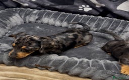 Miniature Dachshund dogs for sale: Miniature dachshund puppies - Image 4