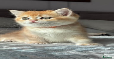 British Shorthair cats - Advert 4