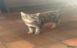 Domestic Shorthair cats for sale: 2 beautiful 8 month old kittens - Image 2