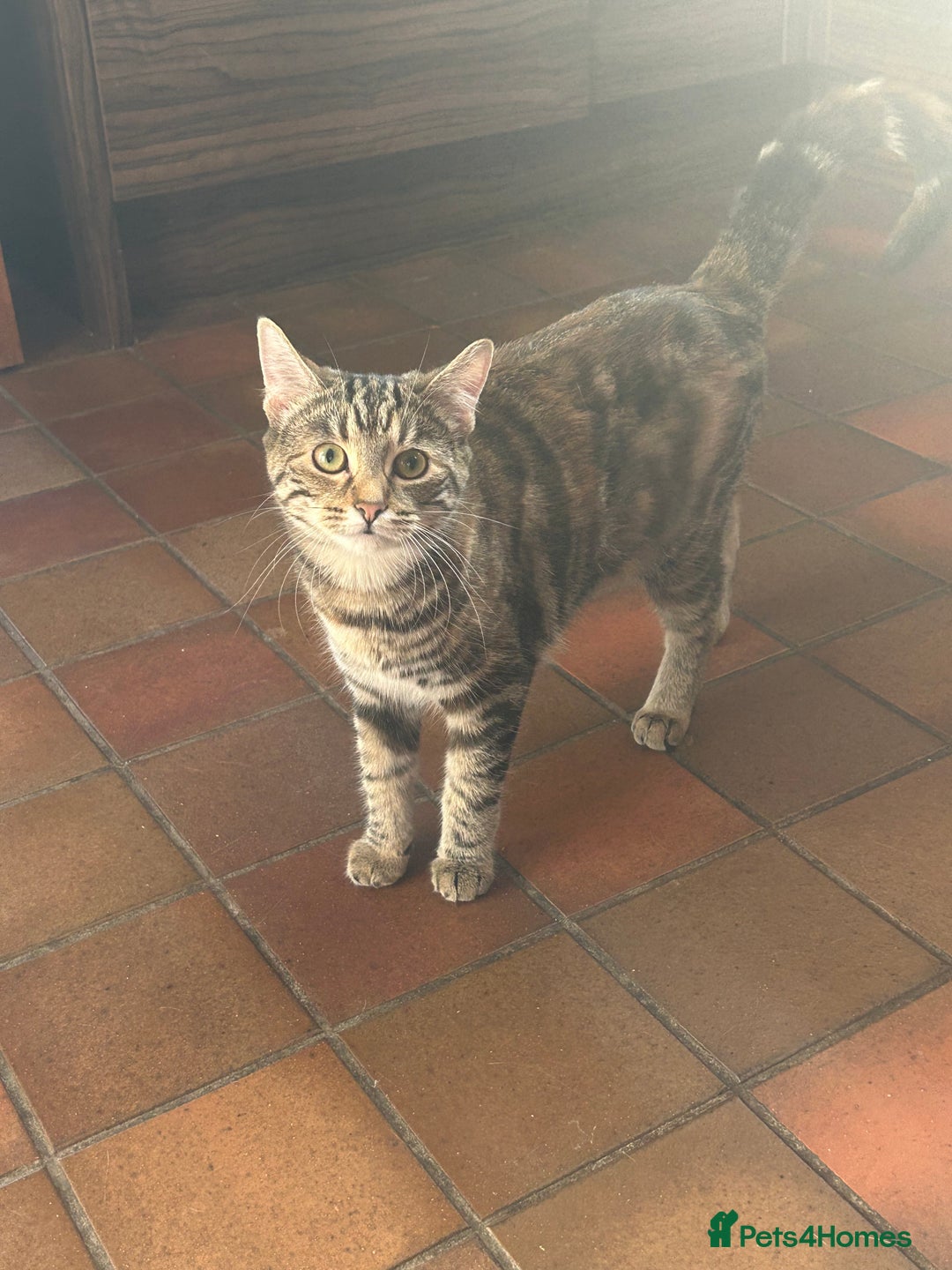 Domestic Shorthair cats for sale: 2 beautiful 8 month old kittens - Image 2