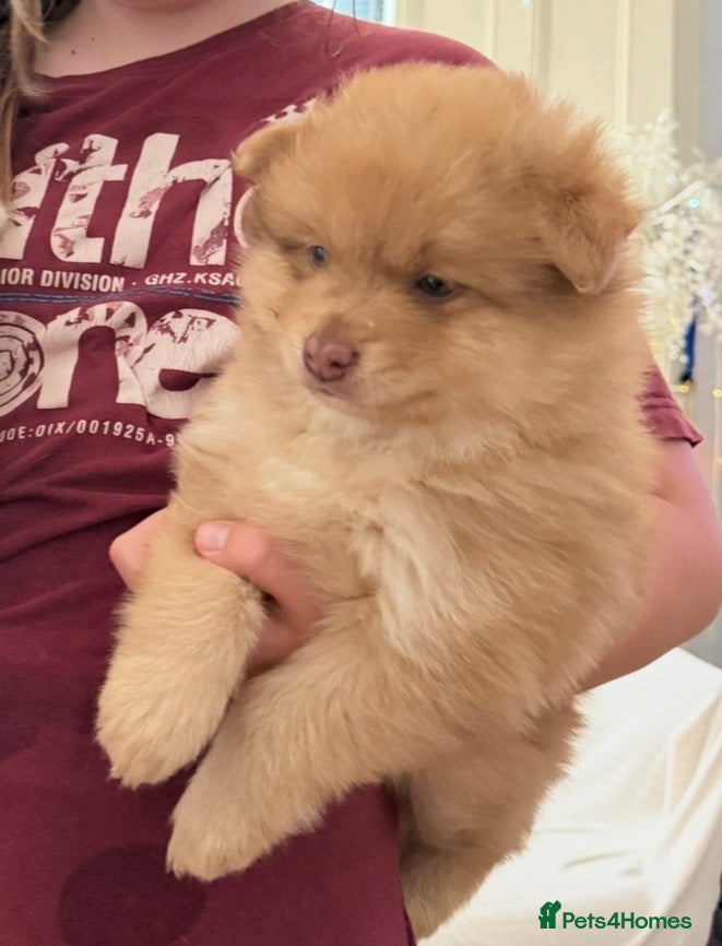 Pomsky dogs F3 Rare honey merle looking for his new home  - Advert 11