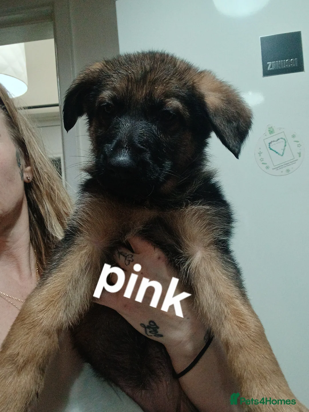 German Shepherd dogs for sale: German shepherd pups x9 - Advert 4