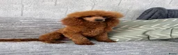 Toy Poodle dogs for stud: Dark Red DNA Health Tested Toy Poodle Stud - Advert 5
