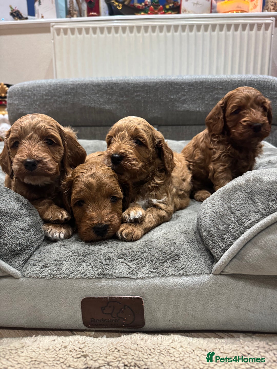 Cockapoo dogs for sale: Red cockapoos *DNA CLEAR* - Advert 6