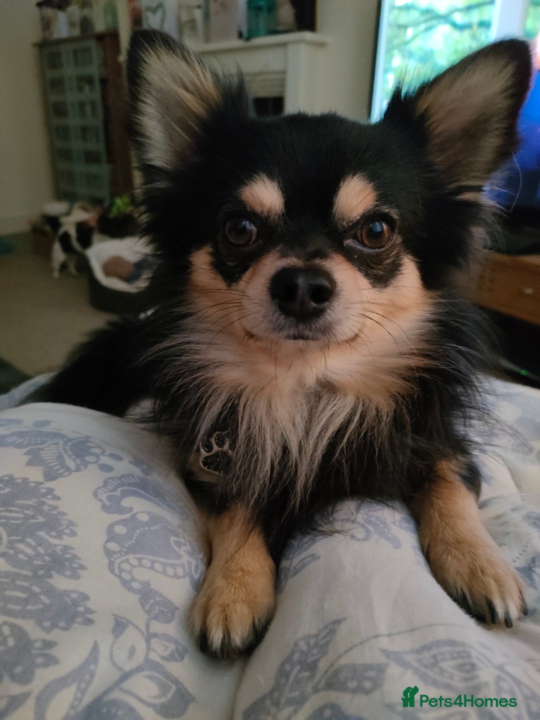 Chihuahua dogs for sale: Chihuahua puppies for sale - Advert 12