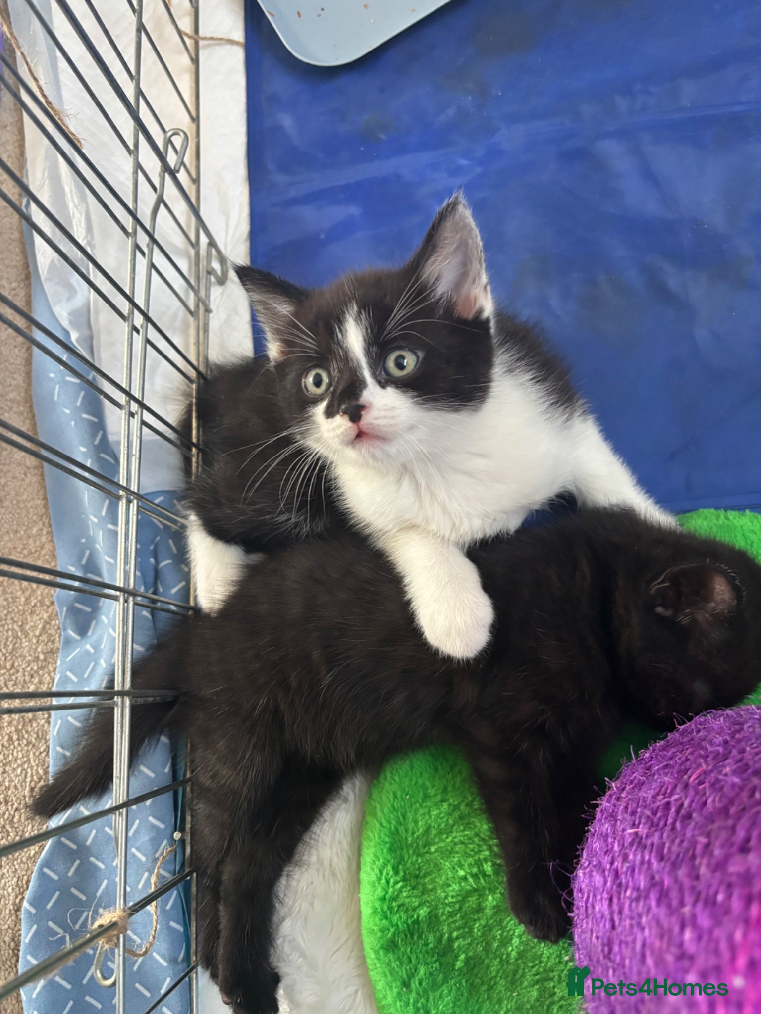 Mixed Breed cats for sale: Black & White Male kitten for sale in Fareham - Advert 5