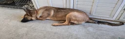 German Shepherd dogs for sale: GermanShepherd x Belgian Malinois 6month old bitch in Thetford - Advert 3