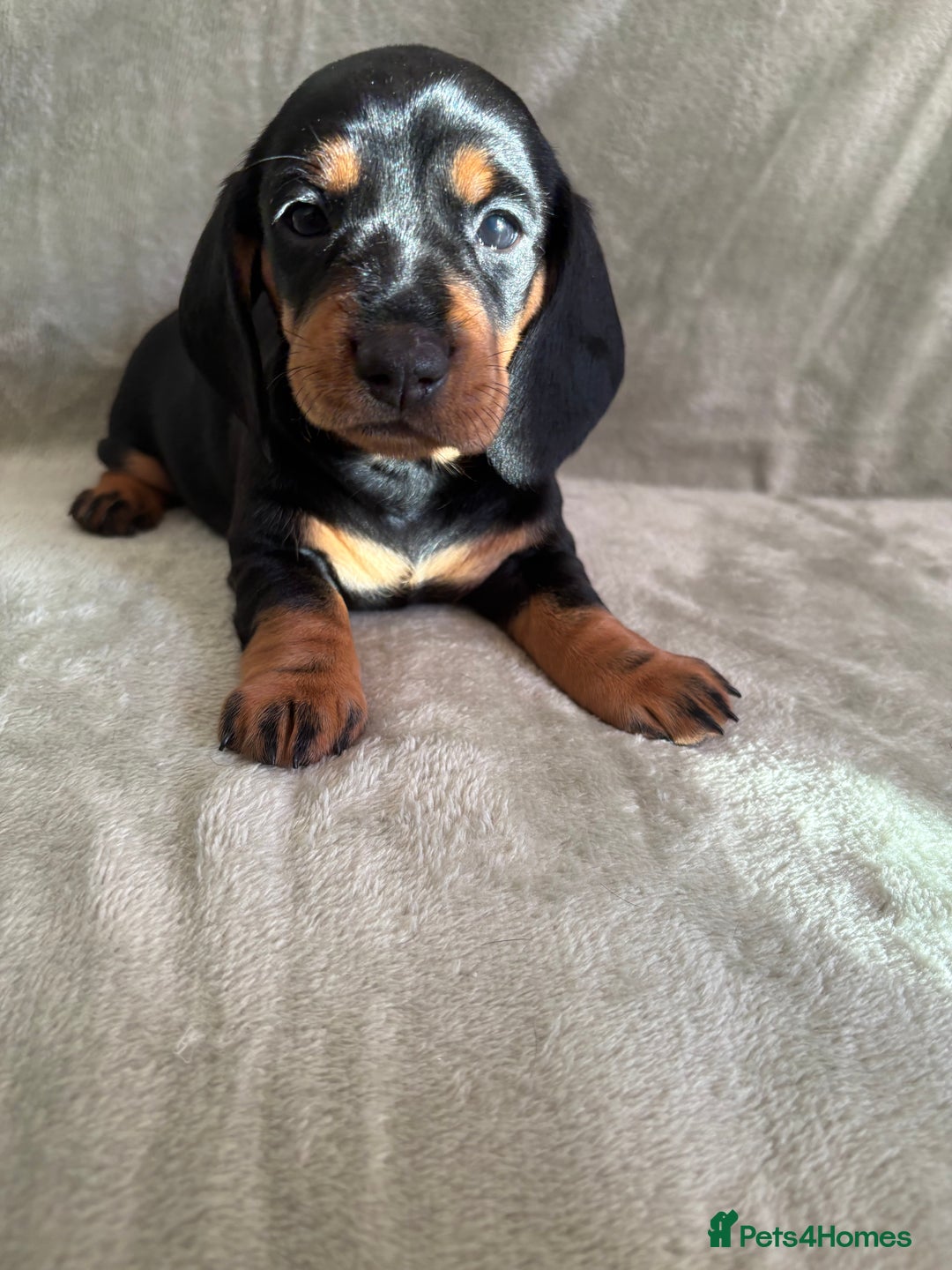 Dachshund dogs for sale: 8 weeks & READY TO LEAVE NOW - dachshund puppy  - Advert 34