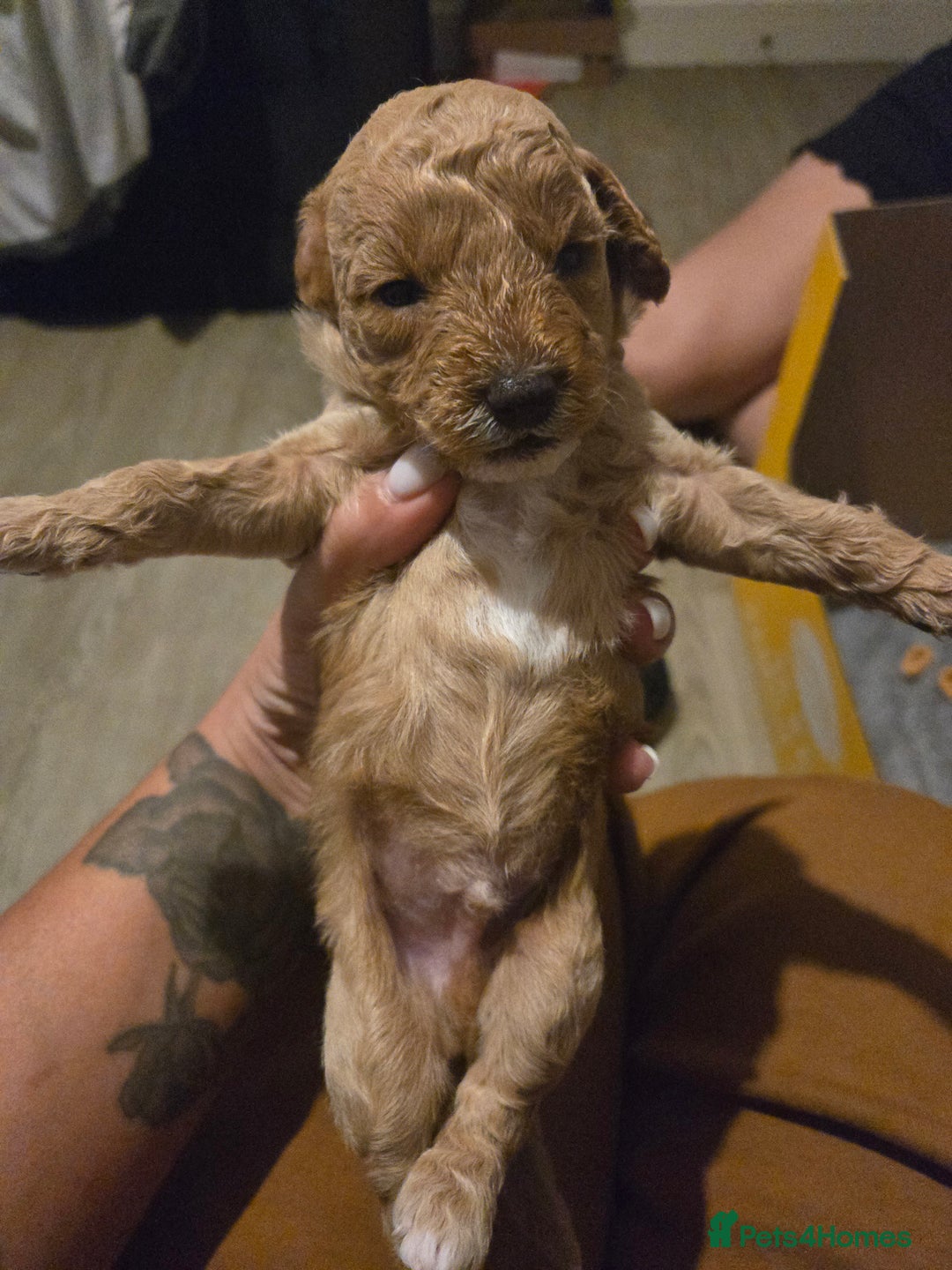 Cockapoo dogs for sale: F2 Cockapoos - Image 8