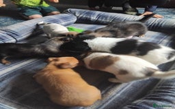 Mixed Breed dogs for sale: Lovely little jackapom puppies  - Image 7