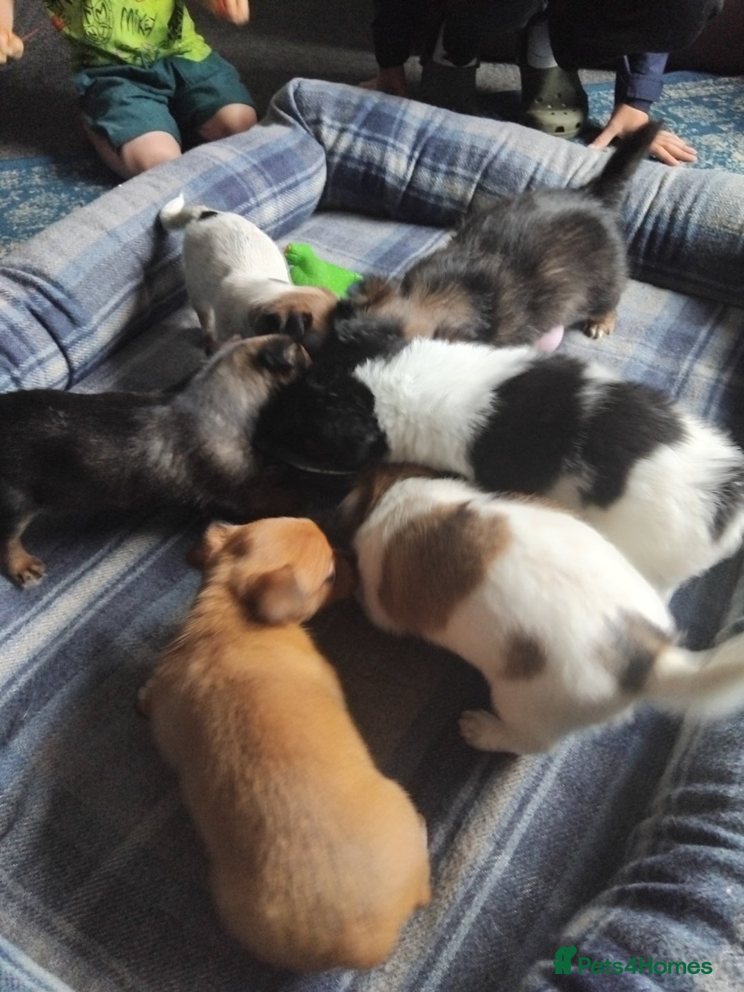 Mixed Breed dogs for sale: Lovely little jackapom puppies  - Image 7