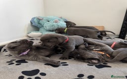 Cane Corso dogs for sale: Cane corso puppies for sale  - Image 1