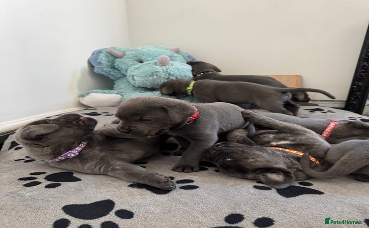 Cane Corso dogs - Advert 16