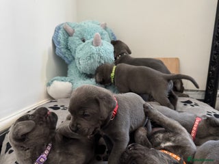 Cane Corso dogs - Advert 1
