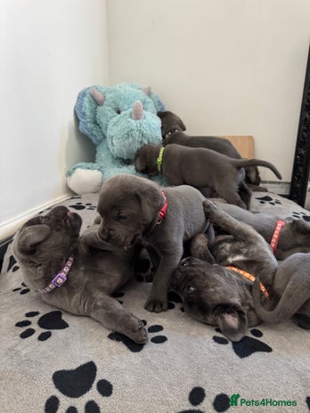 Cane Corso dogs - Advert 1