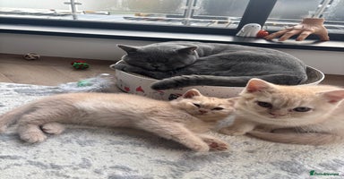 British Shorthair cats - Advert 1