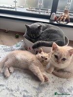 British Shorthair cats - Advert 1