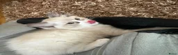 Ragdoll cats for sale: Beautiful pure Ragdolls Female and Male - Advert 15