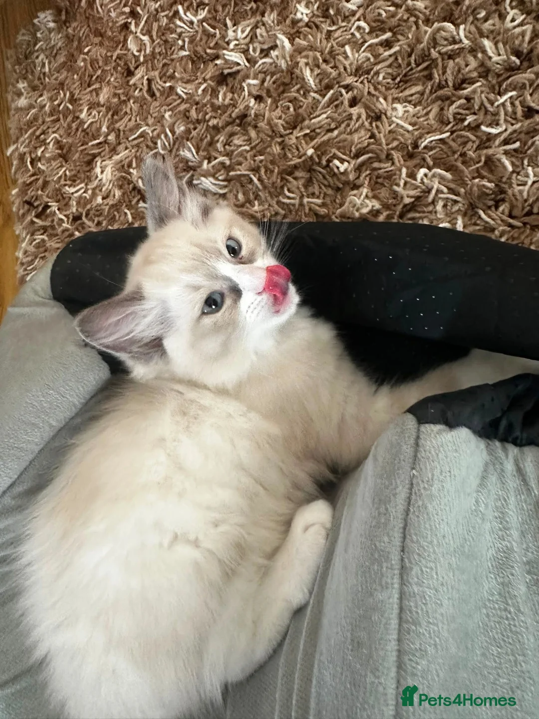 Ragdoll cats for sale: Beautiful pure Ragdolls Female and Male - Advert 15