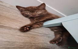 British Shorthair cats for sale: Last Blue boy British shorthair kitten GCCF - Image 14