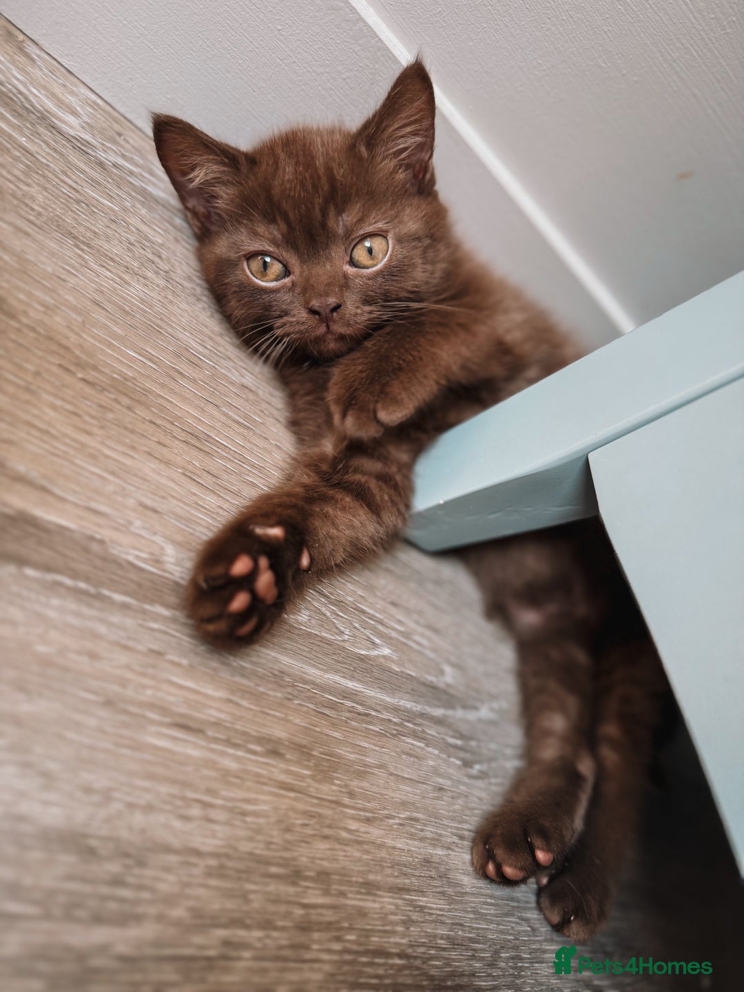 British Shorthair cats for sale: Last Blue boy British shorthair kitten GCCF - Image 14